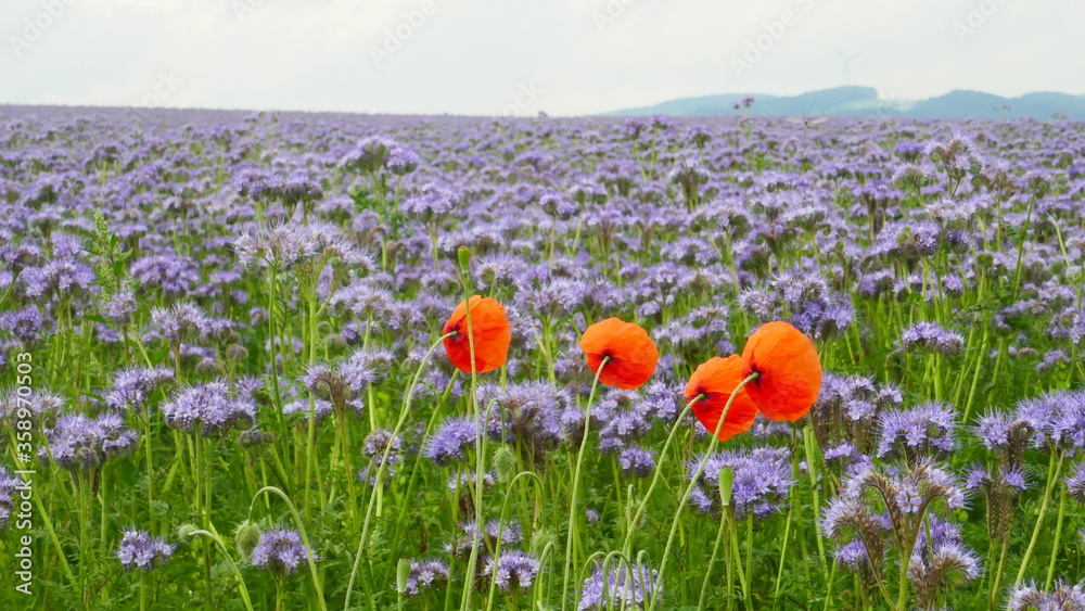 Obraz premium Feld