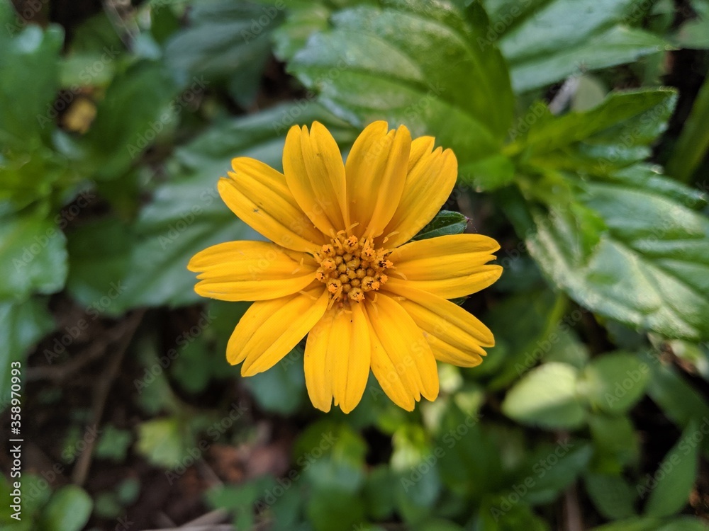 yellow flower in the garden yellow flower in the garden