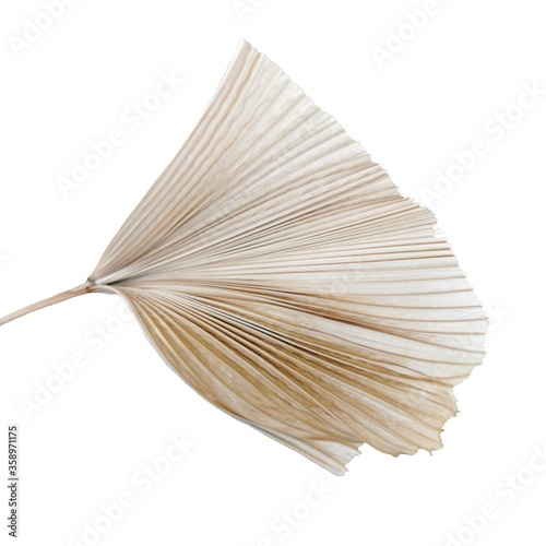 Fan palm dry leaf on white background.