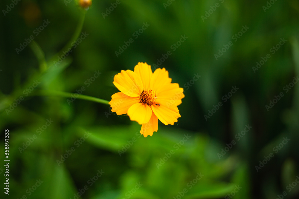 background image of a flower in the evening on a background of green grass
background image of a flower in the evening on a background of green grass