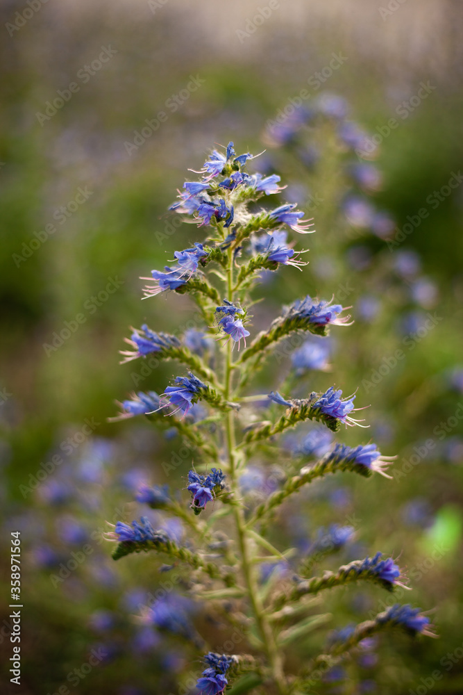 background image of flowers in the evening
