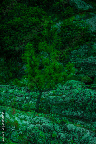 green moss on stone wall