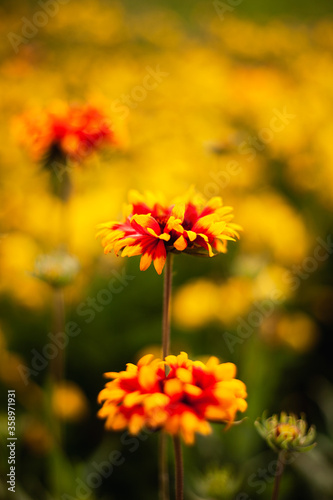 background image of flowers in the evening 