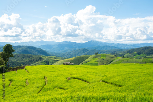Green rice field with mountain background at Pa Pong Piang Terraces Chiang Mai  Thailand