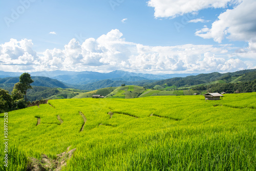 Green rice field with mountain background at Pa Pong Piang Terraces Chiang Mai, Thailand