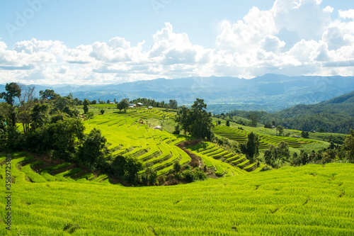 Green rice field with mountain background at Pa Pong Piang Terraces Chiang Mai, Thailand © serra715