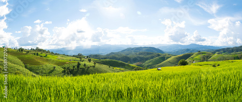 Panorama Green rice field with mountain background at Pa Pong Piang Terraces Chiang Mai  Thailand