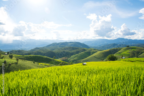 Green rice field with mountain background at Pa Pong Piang Terraces Chiang Mai  Thailand