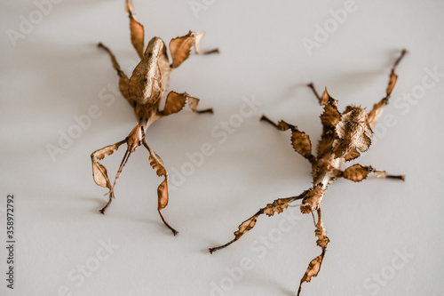 Εκτύπωση καμβά two spiny leaf insects, a make on the left and a female on the right (Extatosoma
