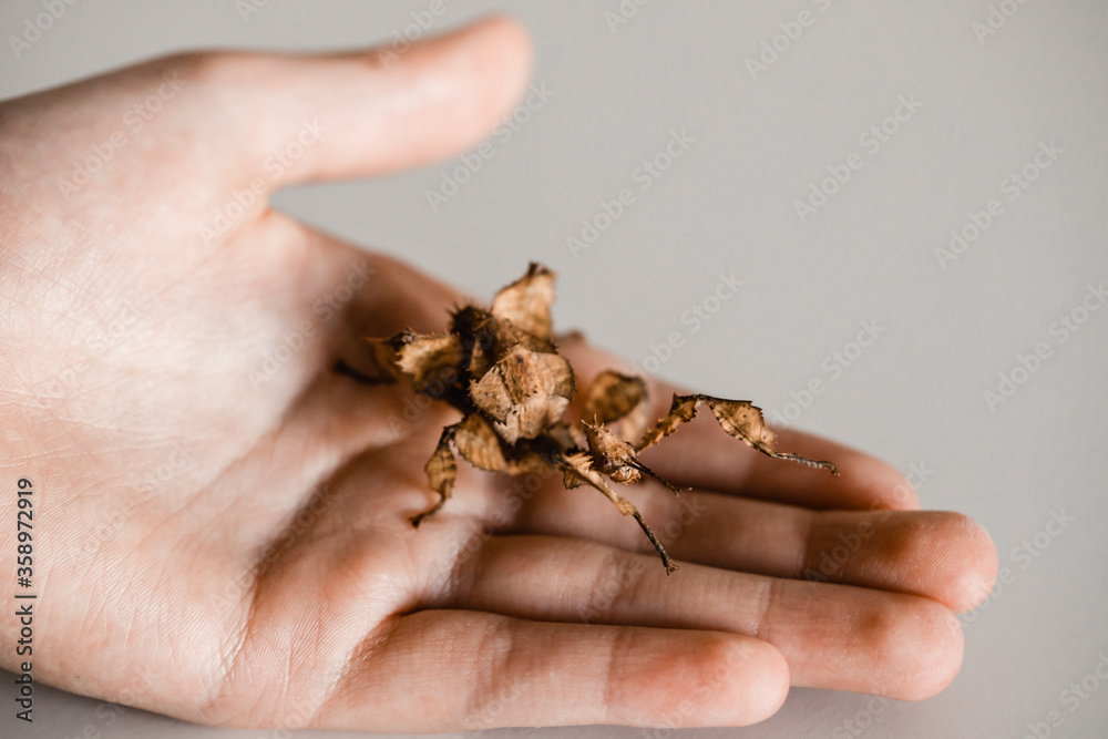 Australian female spiny stick insect in a child hand