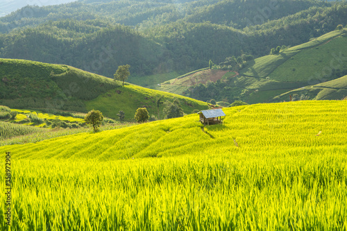 Green rice field with thai traditional wooden hut at Pa Pong Piang Rice Terraces Chiang Mai, Thailand