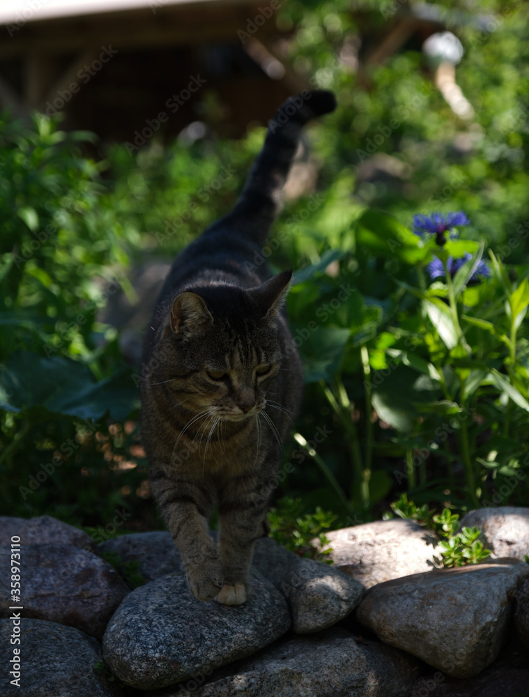 Obraz premium Cat Portrait between plants