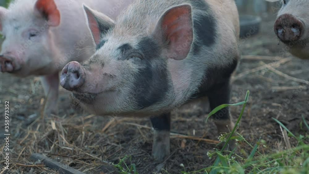 Funny, curious domestic pigs run around in the barnyard, digging manure with their nose, looking for food. Family business, agricultural farm. Funny, curious domestic pigs run around in the barnyard, digging manure with their nose, looking for food. Family business, agricultural farm.