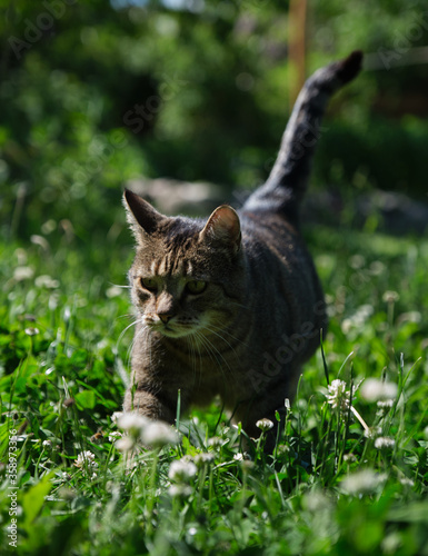 Cat walks throw long grass