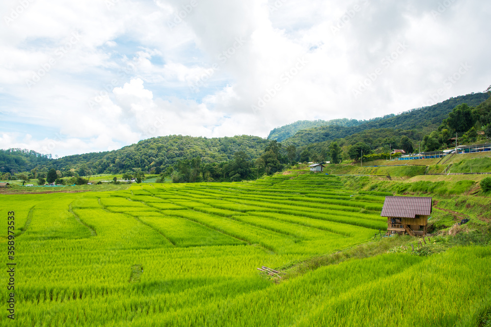 Green rice field with mountain background at mae klang luang Chiang Mai, Thailand