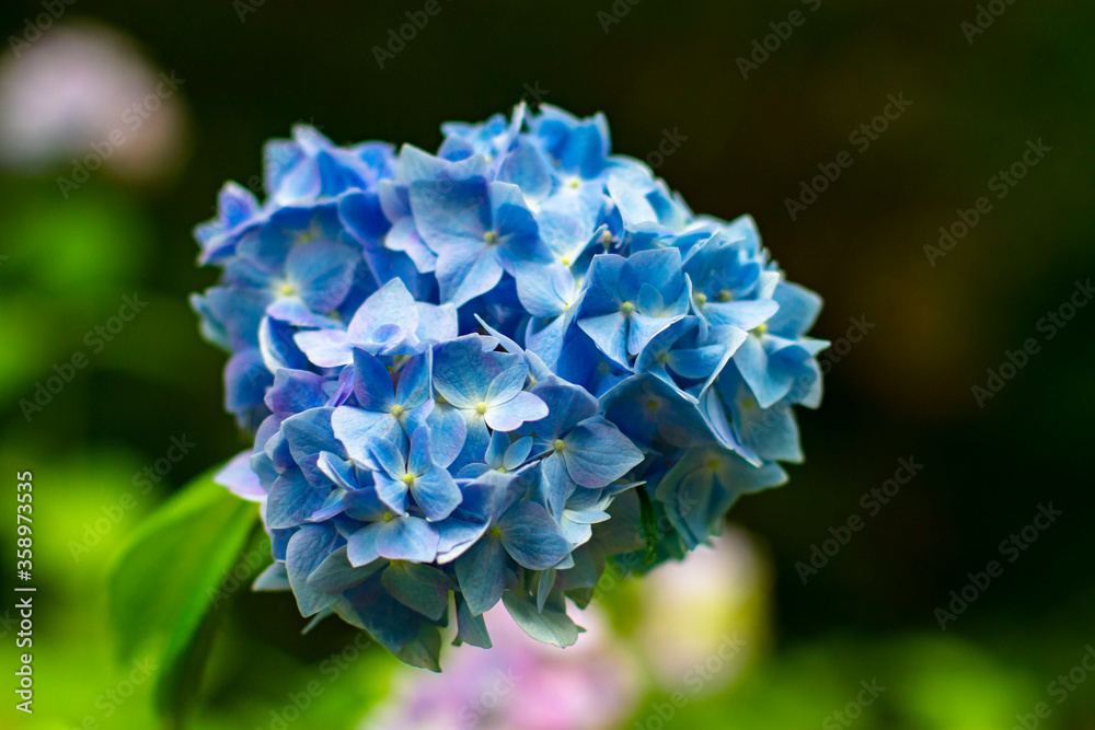 紫陽花 紫陽花