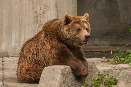 Brown grizzly bear closeup in zoo garden