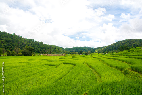 Green rice field with mountain background at mae klang luang Chiang Mai, Thailand