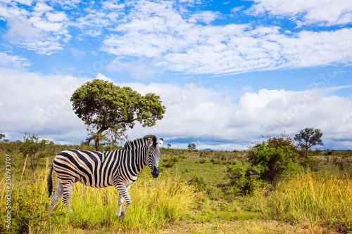  The flat zebra lives in southern Africa