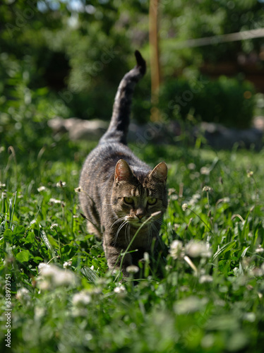 Cat walks throw long grass
