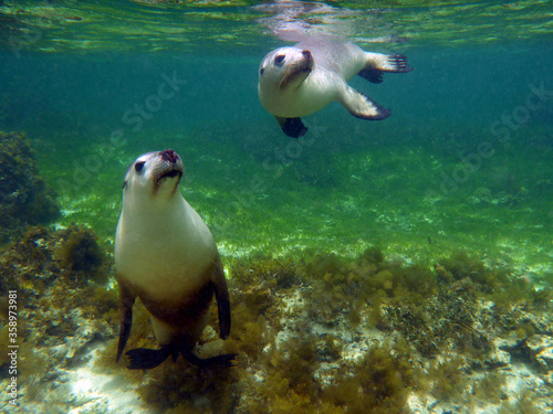 Two sea lions underwater. Pup at surface, the mother resting on the limestone reef sea floor.