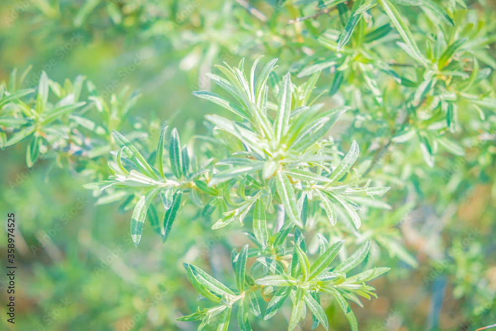 Background from green shades of plants. Wallpaper in pastel colors. Background from green shades of plants. Wallpaper in pastel colors.