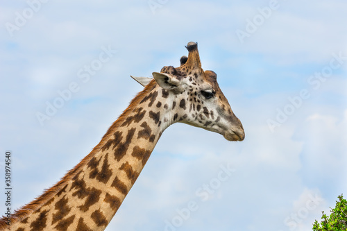 Long-necked giraffe with spotted skin