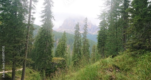 High coniferous alpine forest on a hill (natural slope) in the rays of the summer sun. In the background mountains in dense gray fog