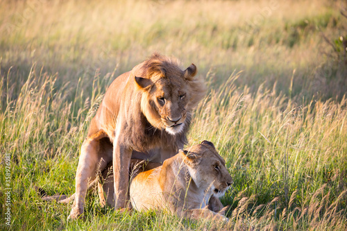 Lion and lioness