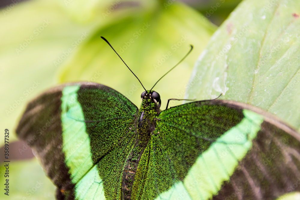 A One-spotted Prepona (Archaeoprepona Demophon)