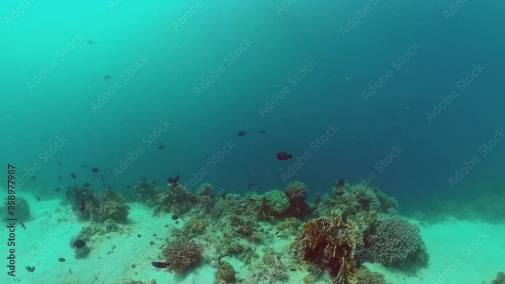 Tropical coral reef and fishes underwater. Hard and soft corals. Underwater video. Panglao, Bohol, Philippines.