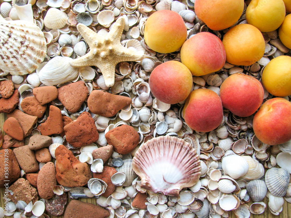 Marine theme. seashells on the beach
