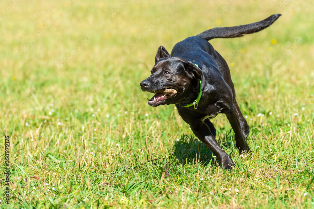 black smooth-haired dog runs with a stick in his teeth on the green grass, bright sunny day