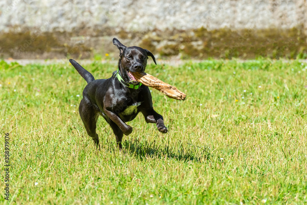black smooth-haired dog runs with a stick in his teeth on the green grass, bright sunny day black smooth-haired dog runs with a stick in his teeth on the green grass, bright sunny day