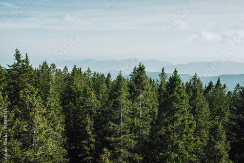 Beautiful top view of green spruce forest and blue mountains in fog. Pohorje Treetop Walk, Rogla. Slovenia, Europe.