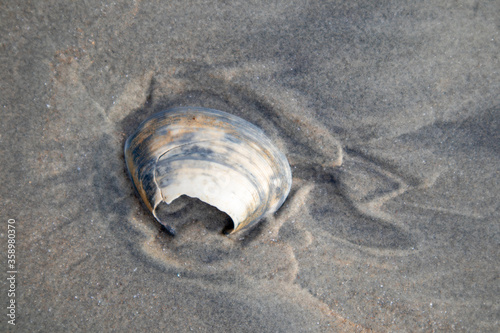 Sea Shell in the sand after the waves picture captured from Dharmadam island kerala India
 photo