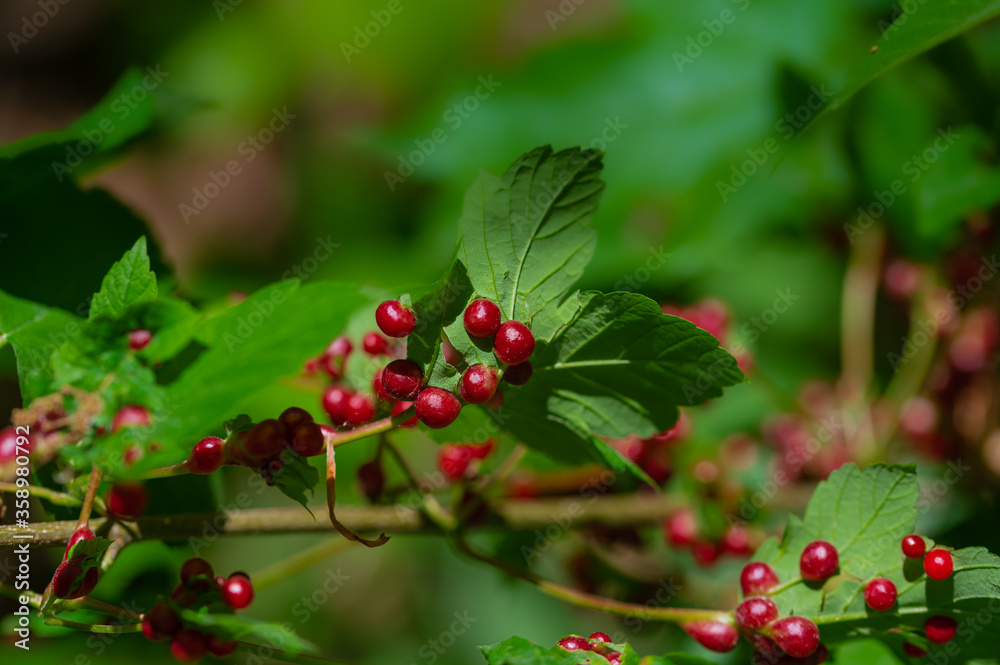red balls on a leaf, gall mites (Eriophyidae) red balls on a leaf, gall mites (Eriophyidae)
