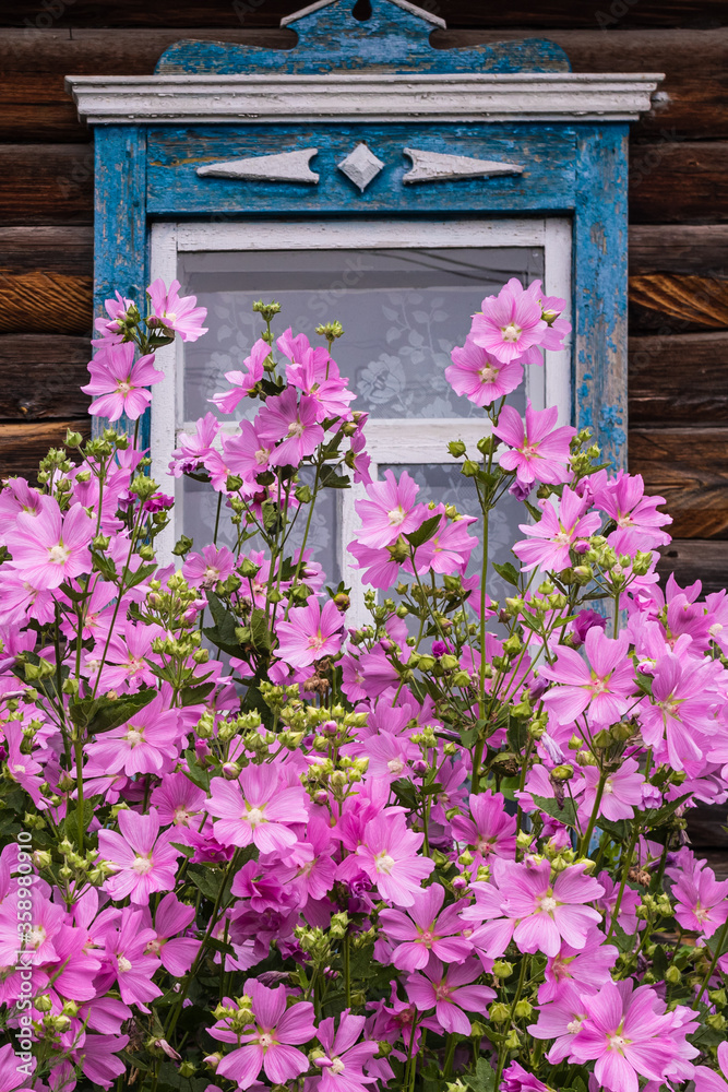 Window with old wood shabby blue platbands in the village house. Mallow bush with delicate pink flowers