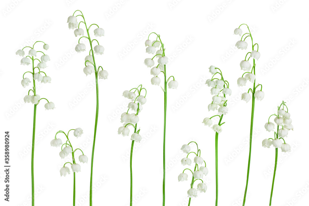 Lilly of the valley flowers isolated on white background with clipping path and full depth of field