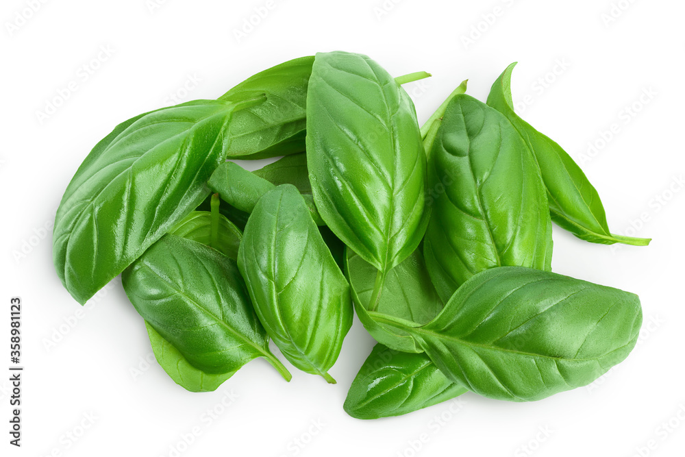 Fresh basil leaf isolated on white background with clipping path and full depth of field. Top view. Flat lay Fresh basil leaf isolated on white background with clipping path and full depth of field. Top view. Flat lay