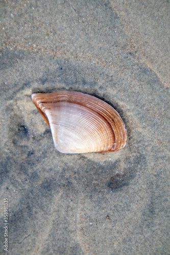 Sea Shell in the sand after the waves

