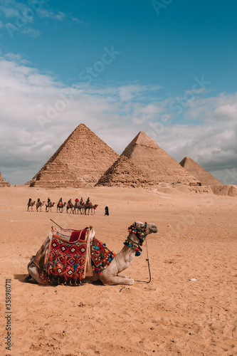 Camel sitting and resting after walk across a desert at the great pyramids of Giza, Cairo, Egypt