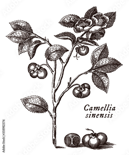 Branch with leaves, flowers and seeds of tea plant with depicted scientific name camellia sinensis, after engraving from 18th century