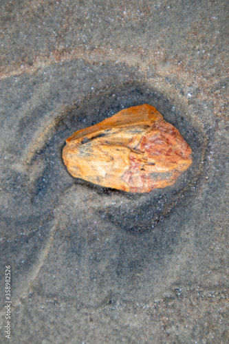 Sea Shell in the sand after the waves

