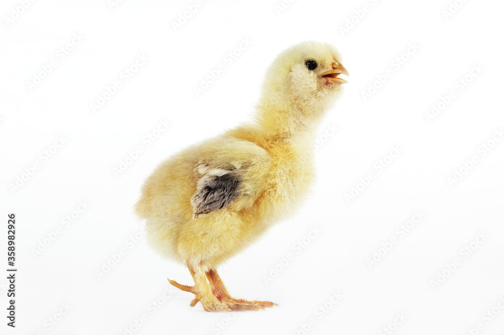 Obraz premium POUSSIN