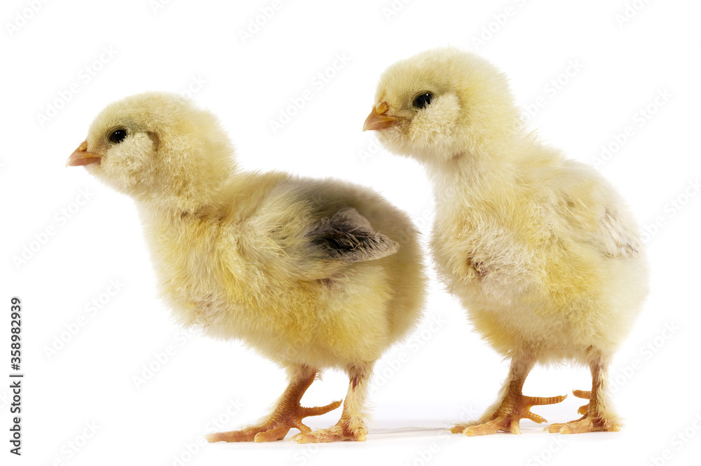 POUSSIN POUSSIN