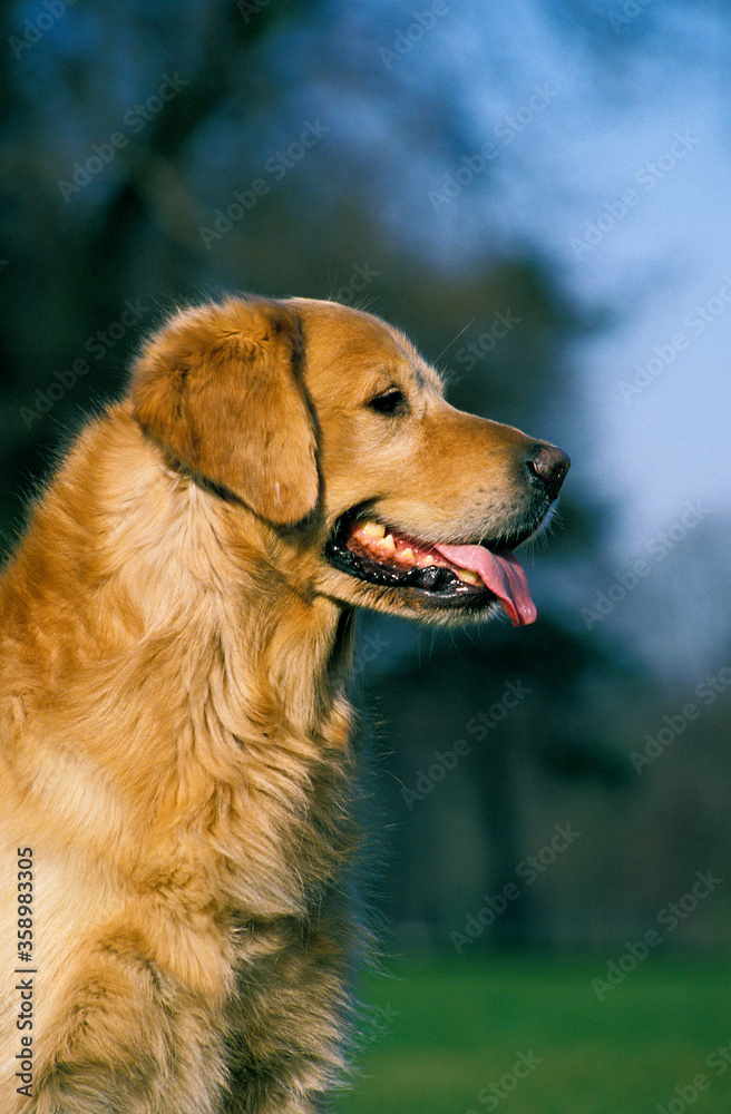 GOLDEN RETRIEVER GOLDEN RETRIEVER