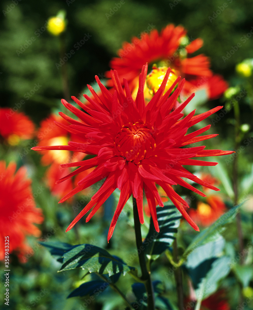 DAHLIA DAHLIA