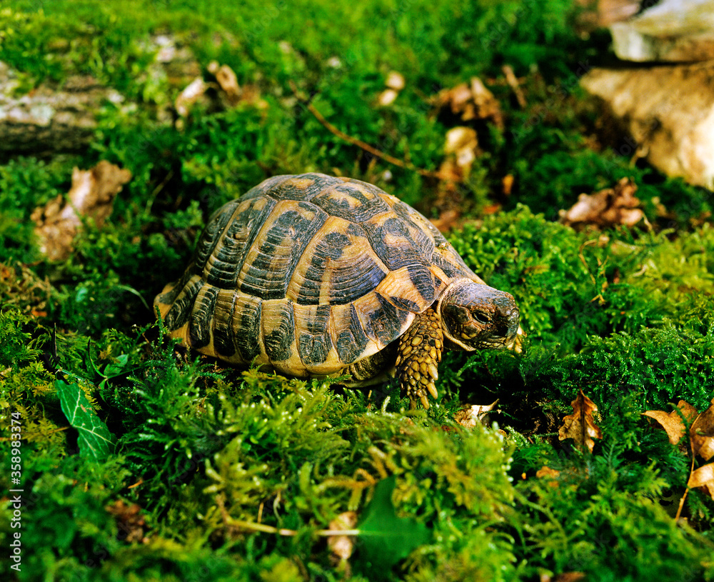 TORTUE D'HERMANN testudo hermanni TORTUE D'HERMANN testudo hermanni