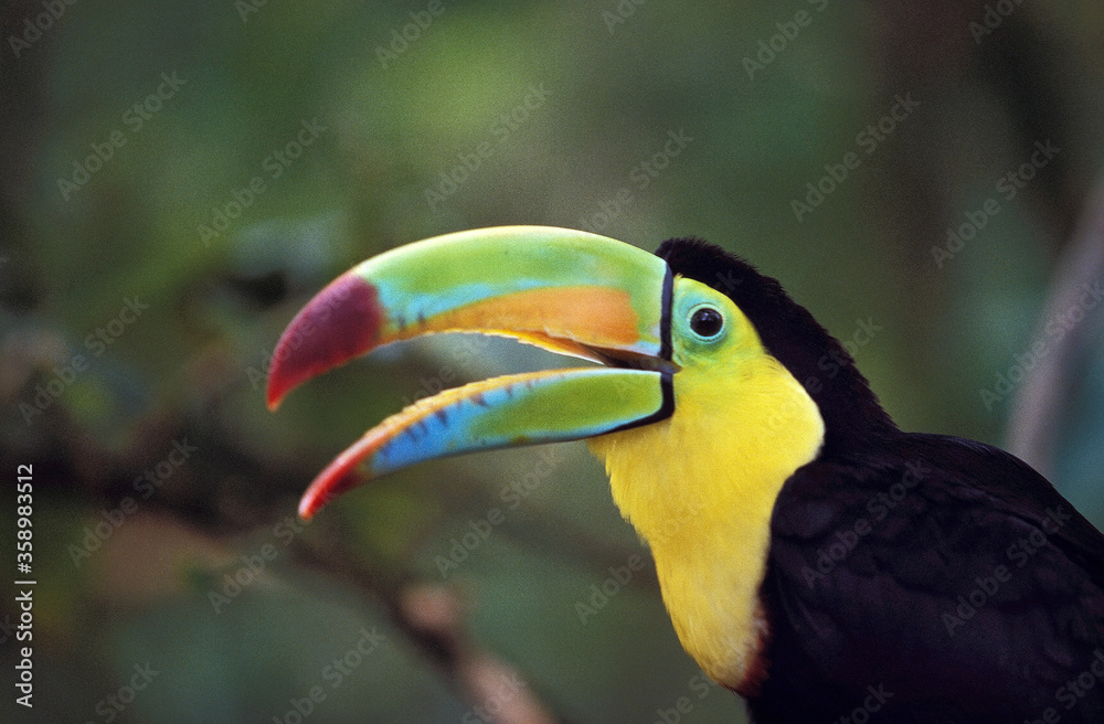 TOUCAN A CARENE ramphastos sulfuratus TOUCAN A CARENE ramphastos sulfuratus